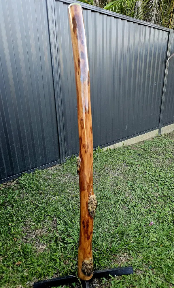 Custom carved Didgeridoo with real Bigibila (Echidna) Quills 143cm Didge Payment