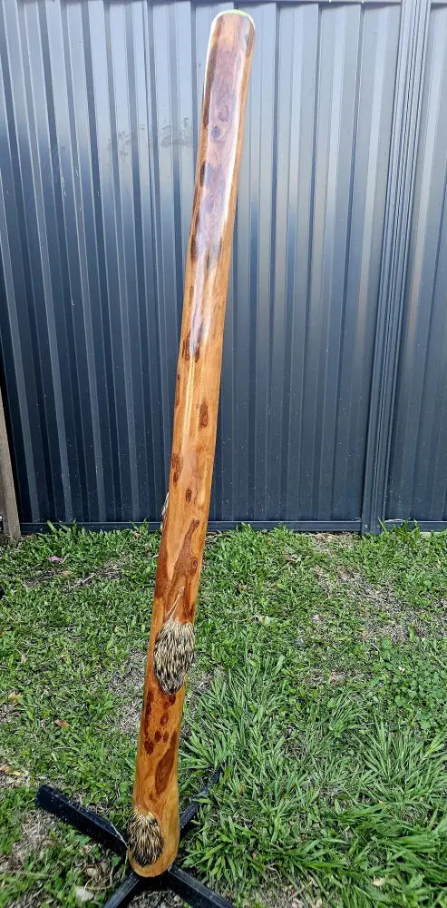 Custom carved Didgeridoo with real Bigibila (Echidna) Quills 143cm Didge Payment